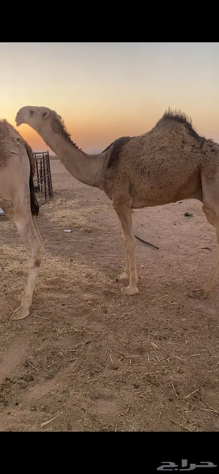 قعود باتلي حيسوني أشقح 0