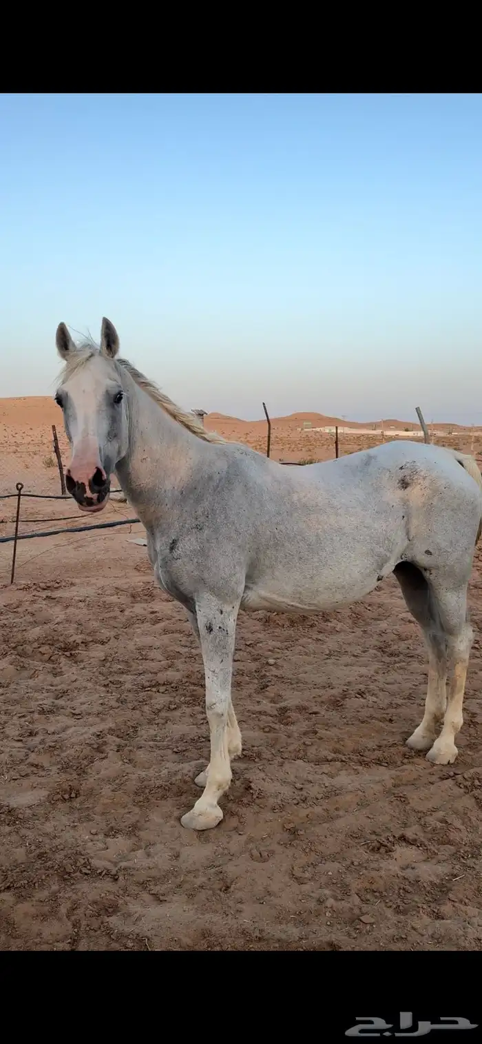 فرس شعبيه للبيع 0
