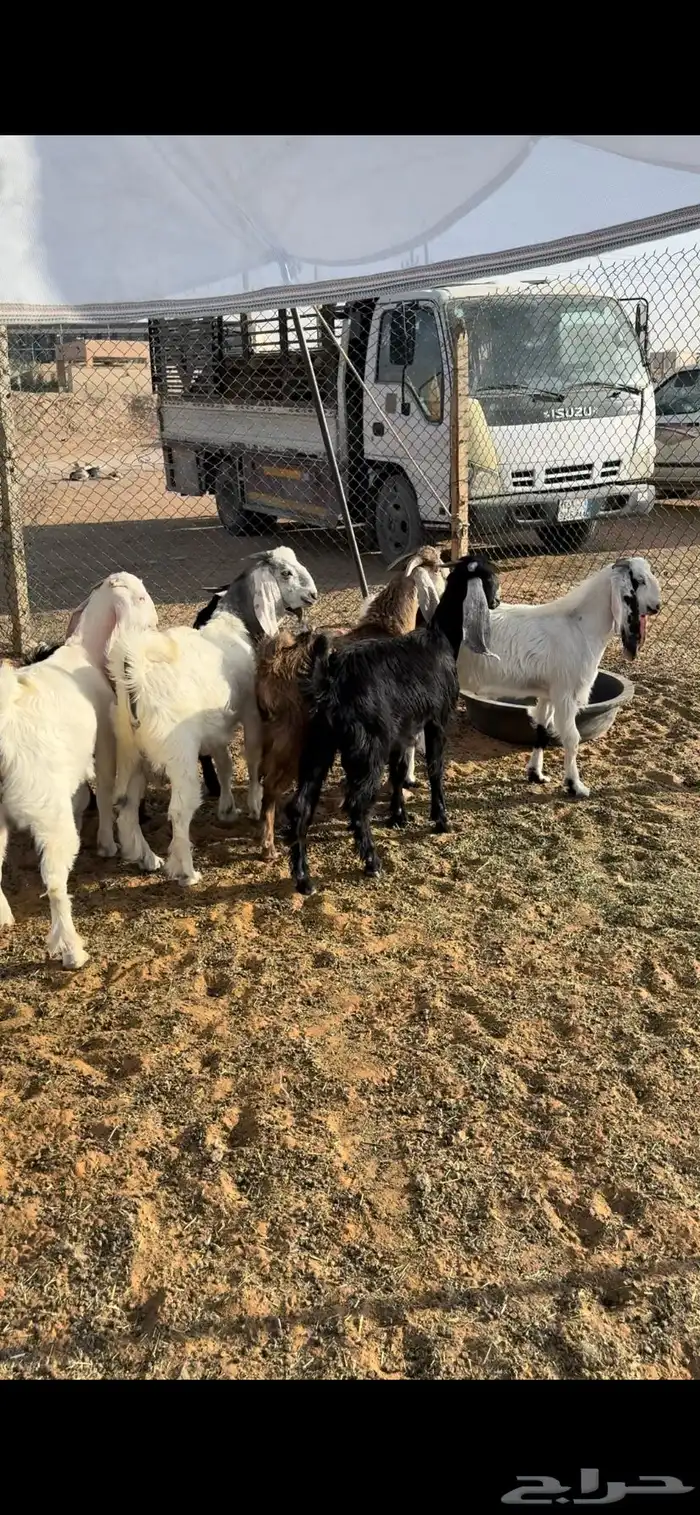 منادي مقفله ظهور فل 3