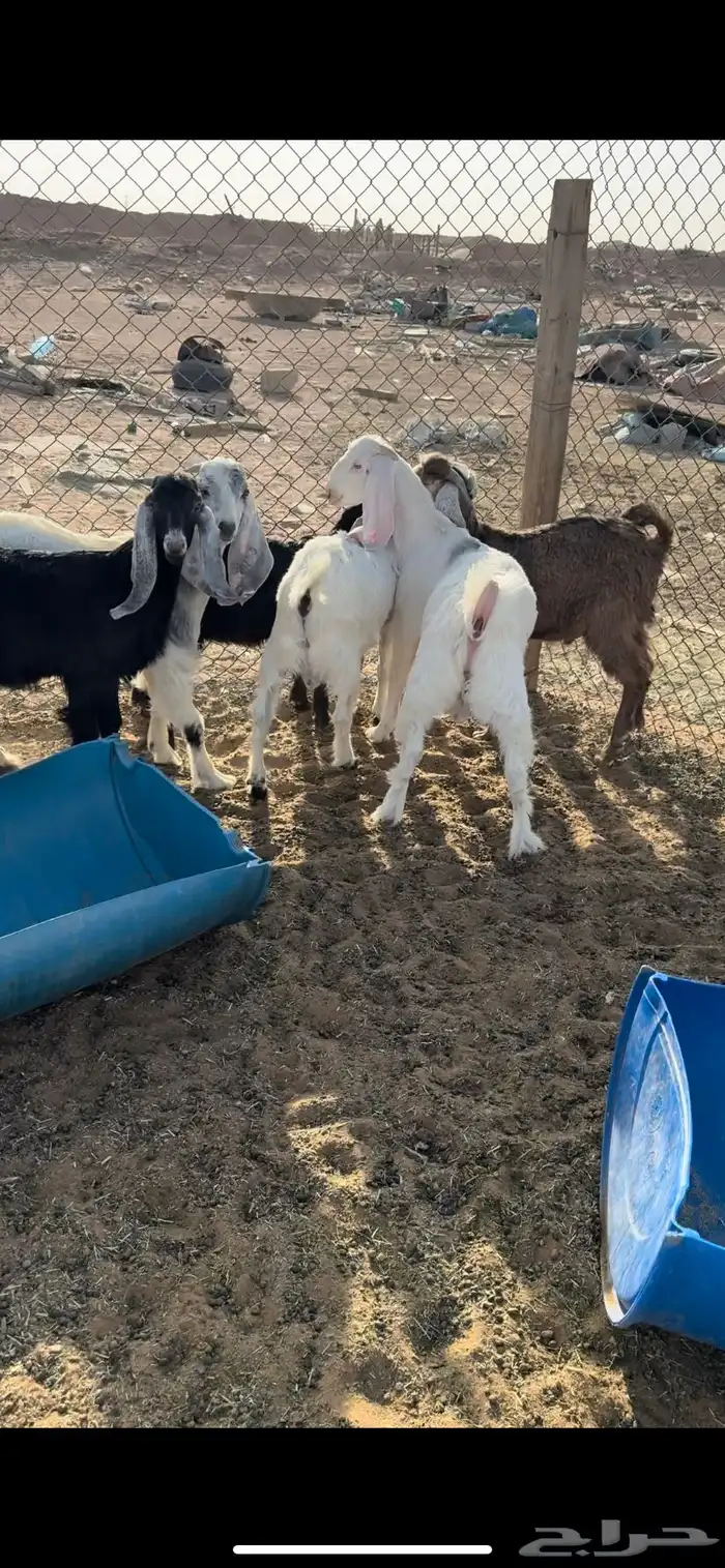 منادي مقفله ظهور فل 2