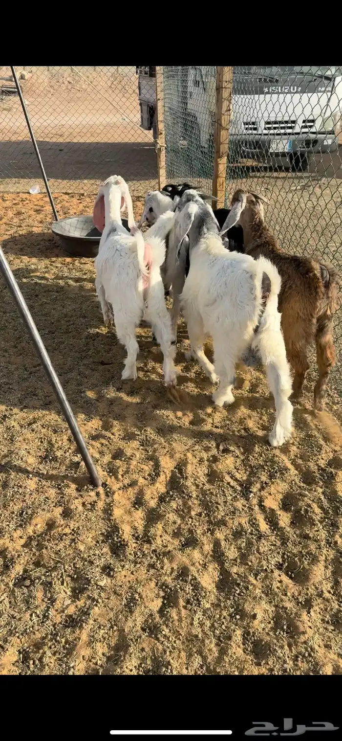 منادي مقفله ظهور فل 1