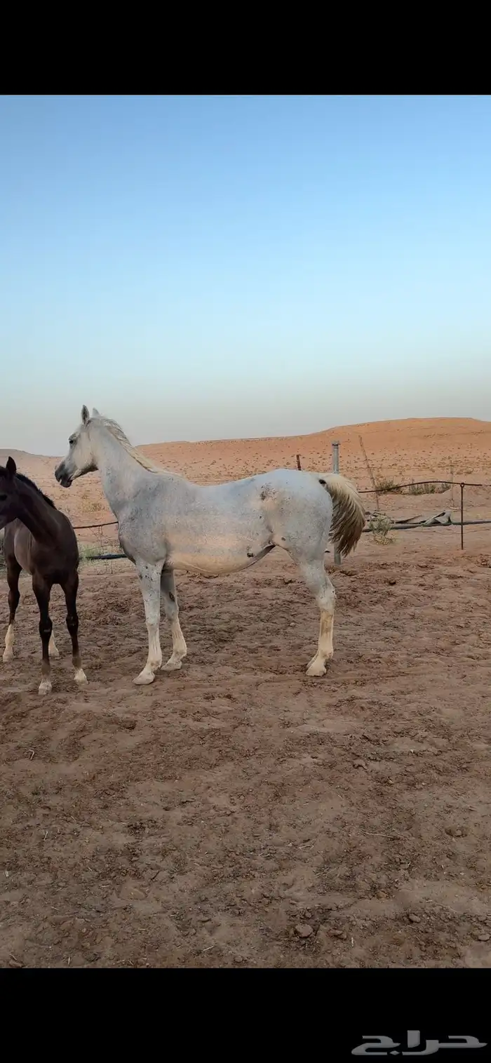 فرس شعبيه للبيع 2