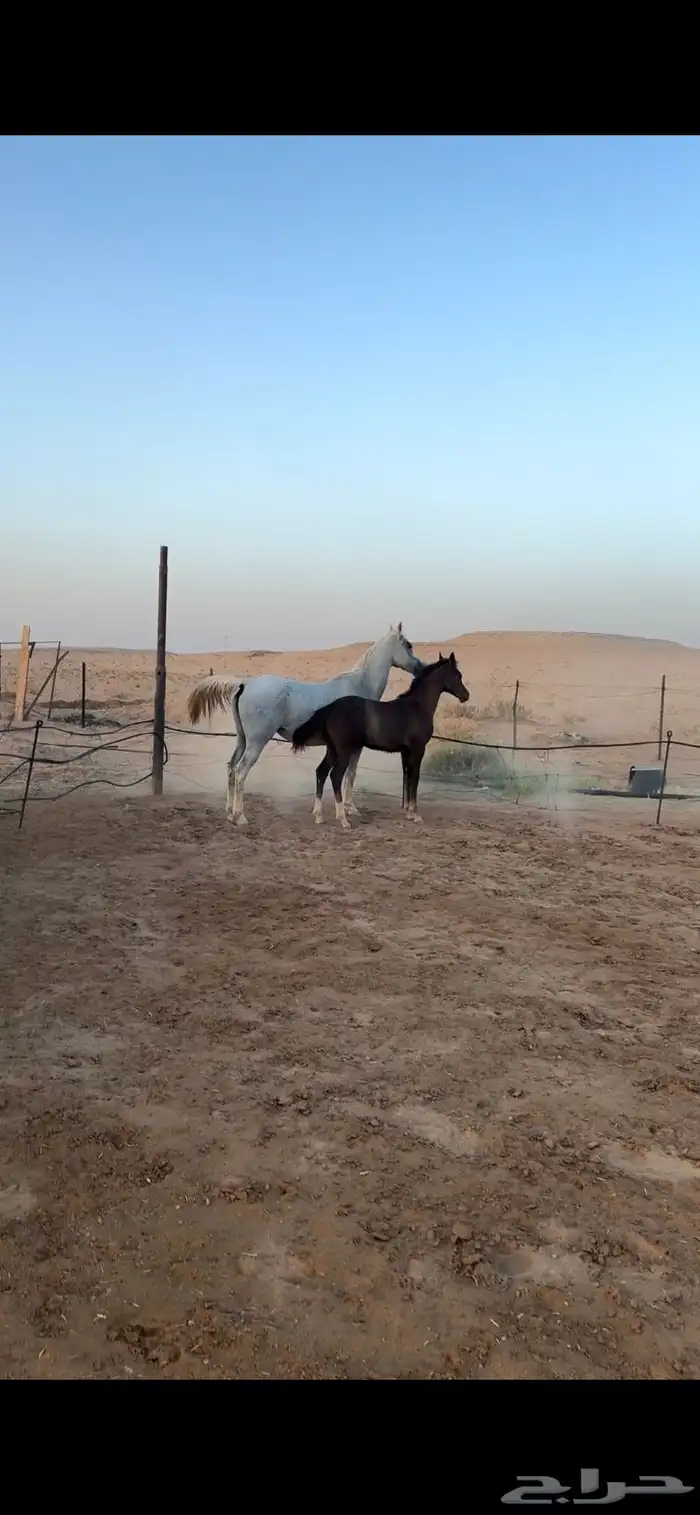 فرس شعبيه للبيع 4