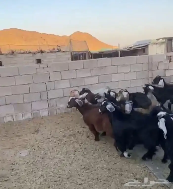 تيوس جبره 0