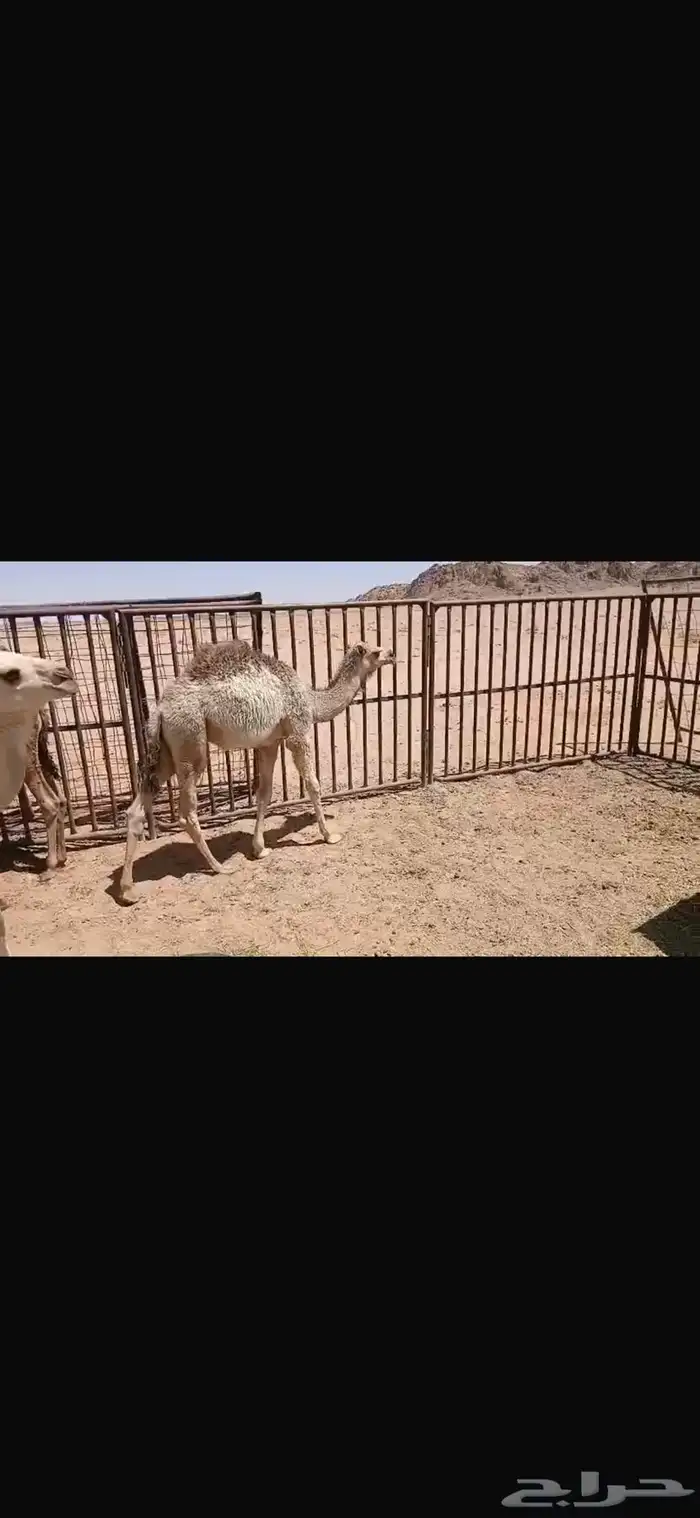 للبيع اثنين حشو عمار خمس اشهر فل الفل شحم 2
