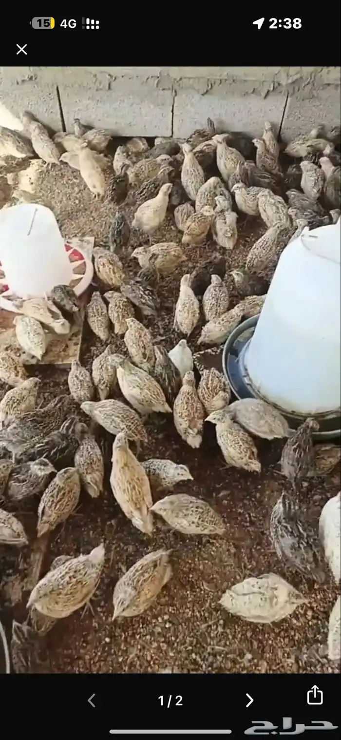 سمان فري للبيع 0