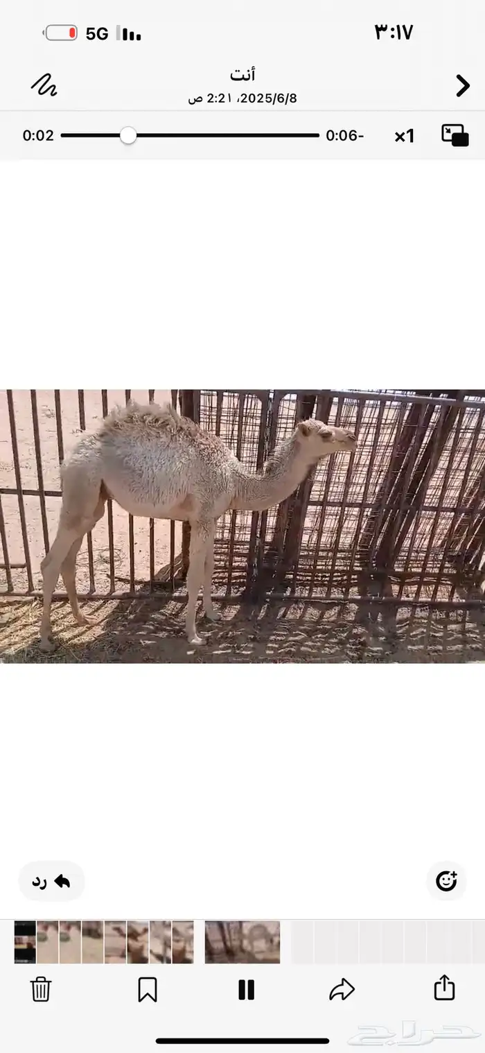 للبيع اثنين حشو عمار خمس اشهر فل الفل شحم 1