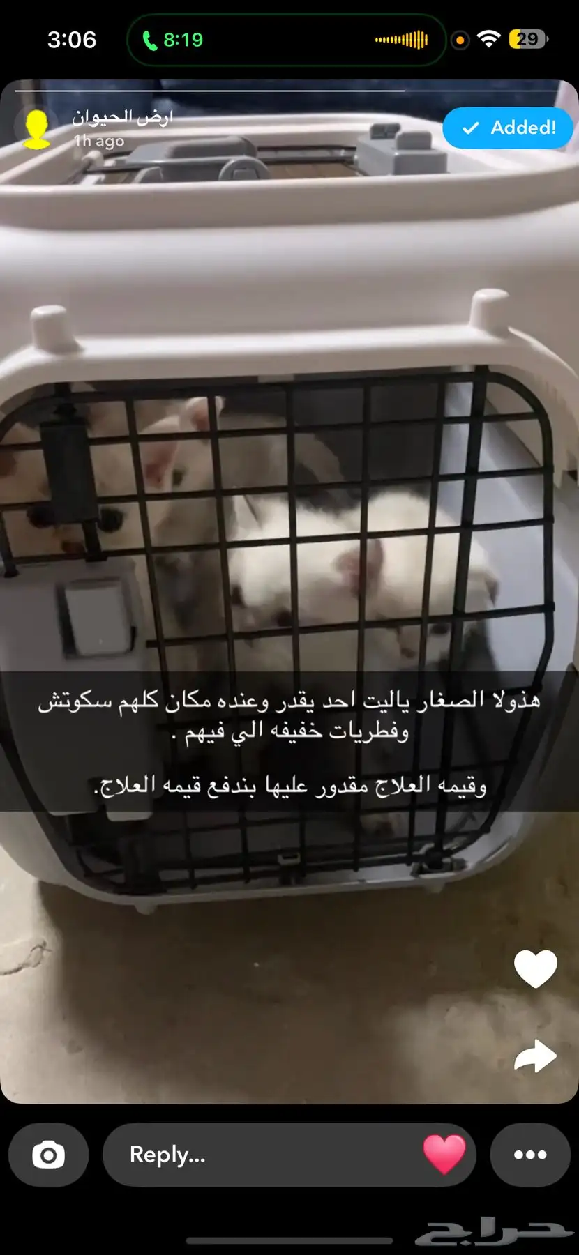 قطط للتبني سكوتش وهملايا وشيرازي 1