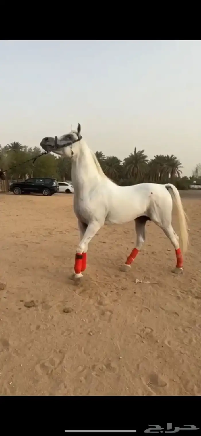 حصان ركوب 0