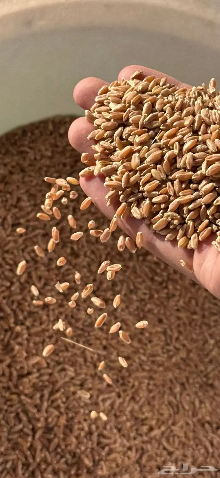 حب بر عضوي فاخر 0