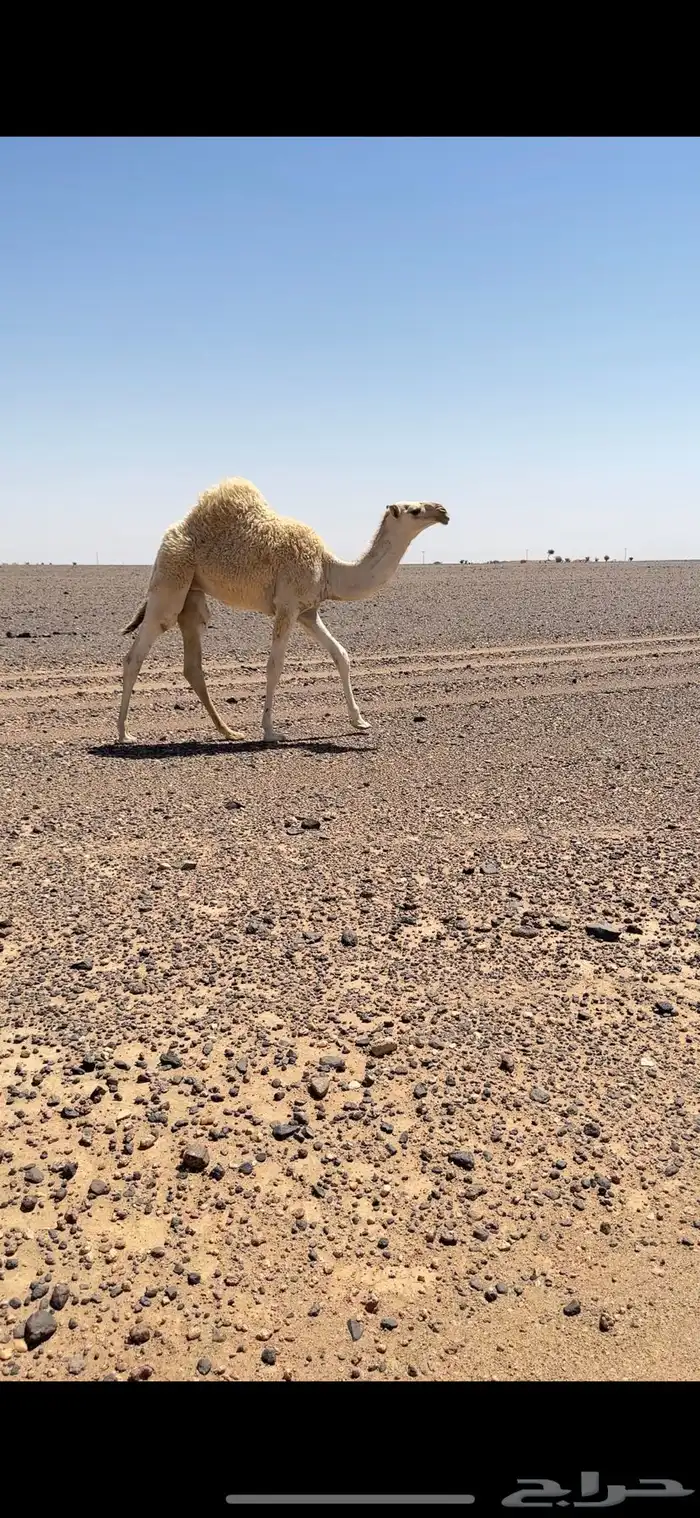 حواره باتليه و ضحى 0