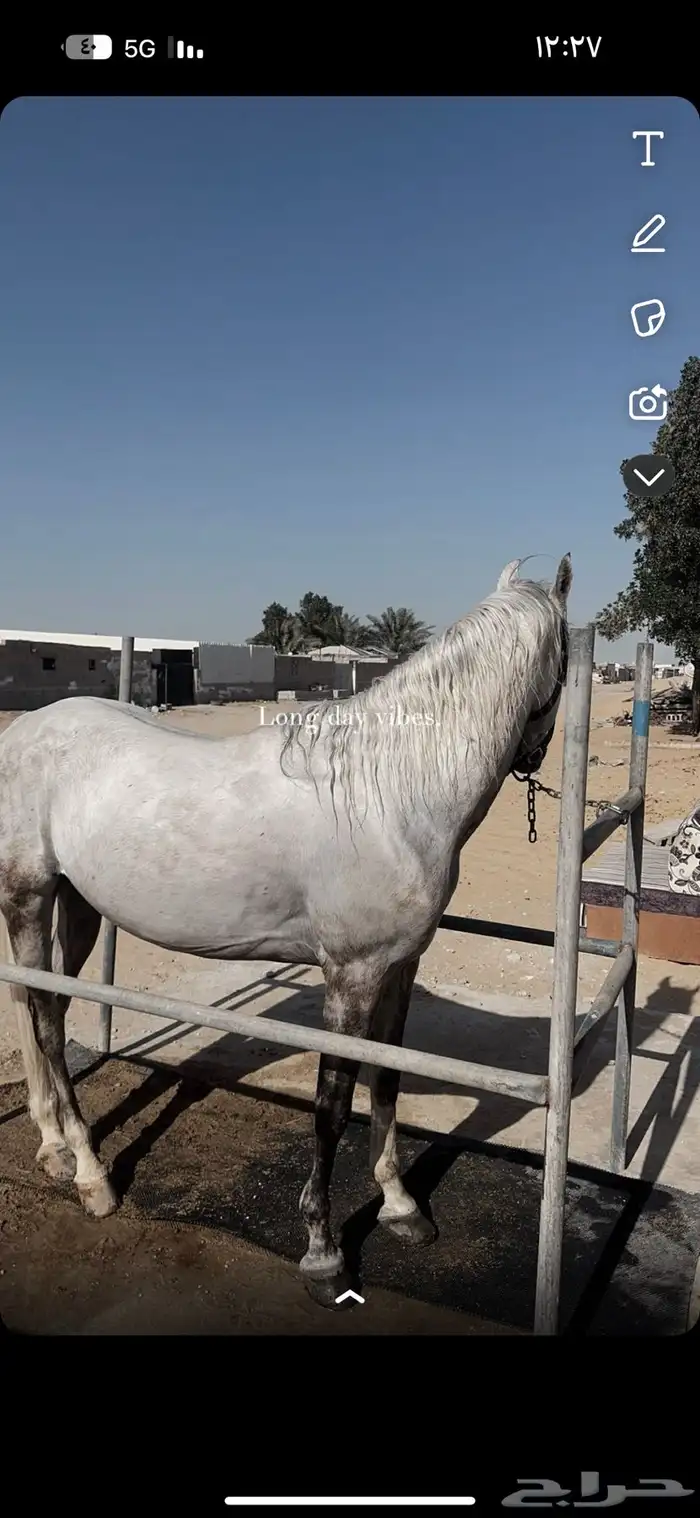 خيل ورق بيع شعبي 2