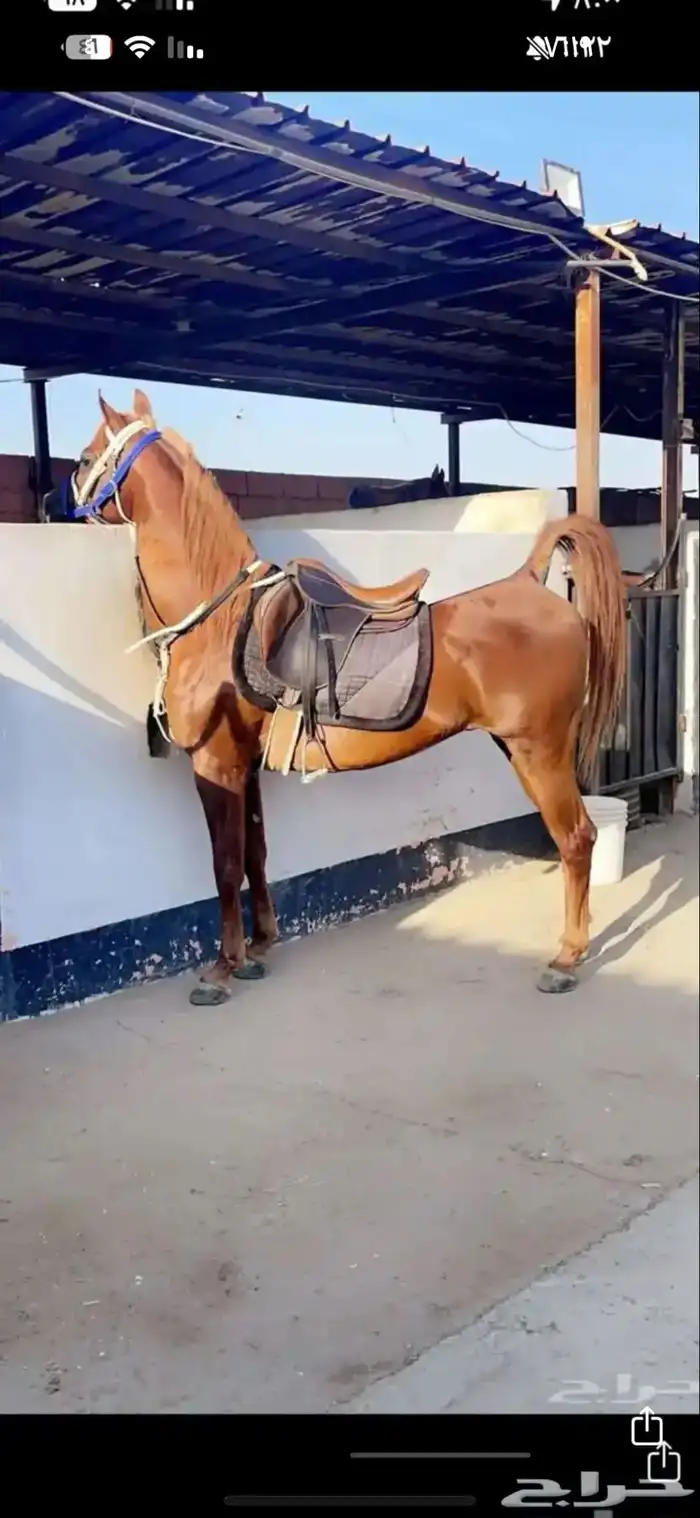 اسطبل ايواء خيل 2