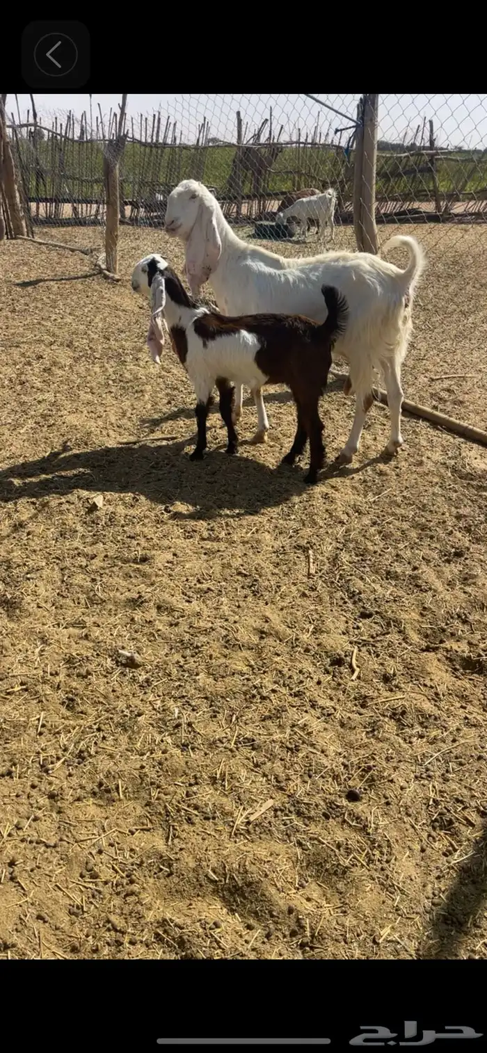 عنز مطوره معها جفره 3