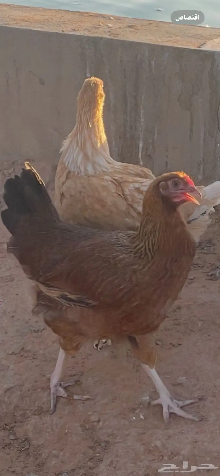 دجاج تركي بصحة جيدة 0