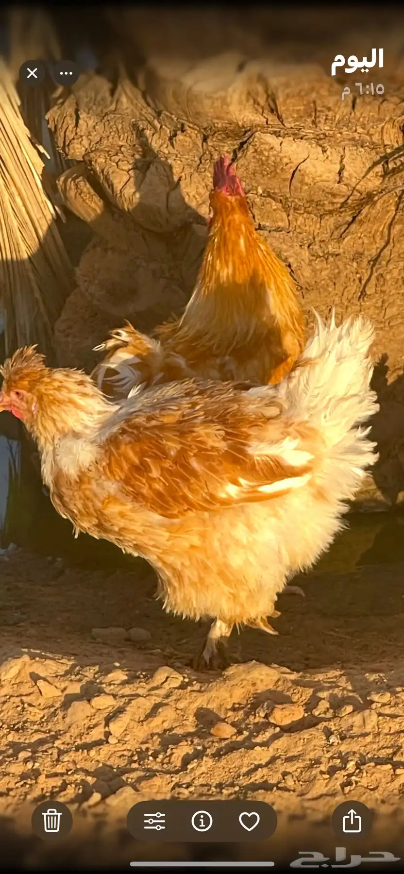 دجاج تركي بصحة جيدة 2