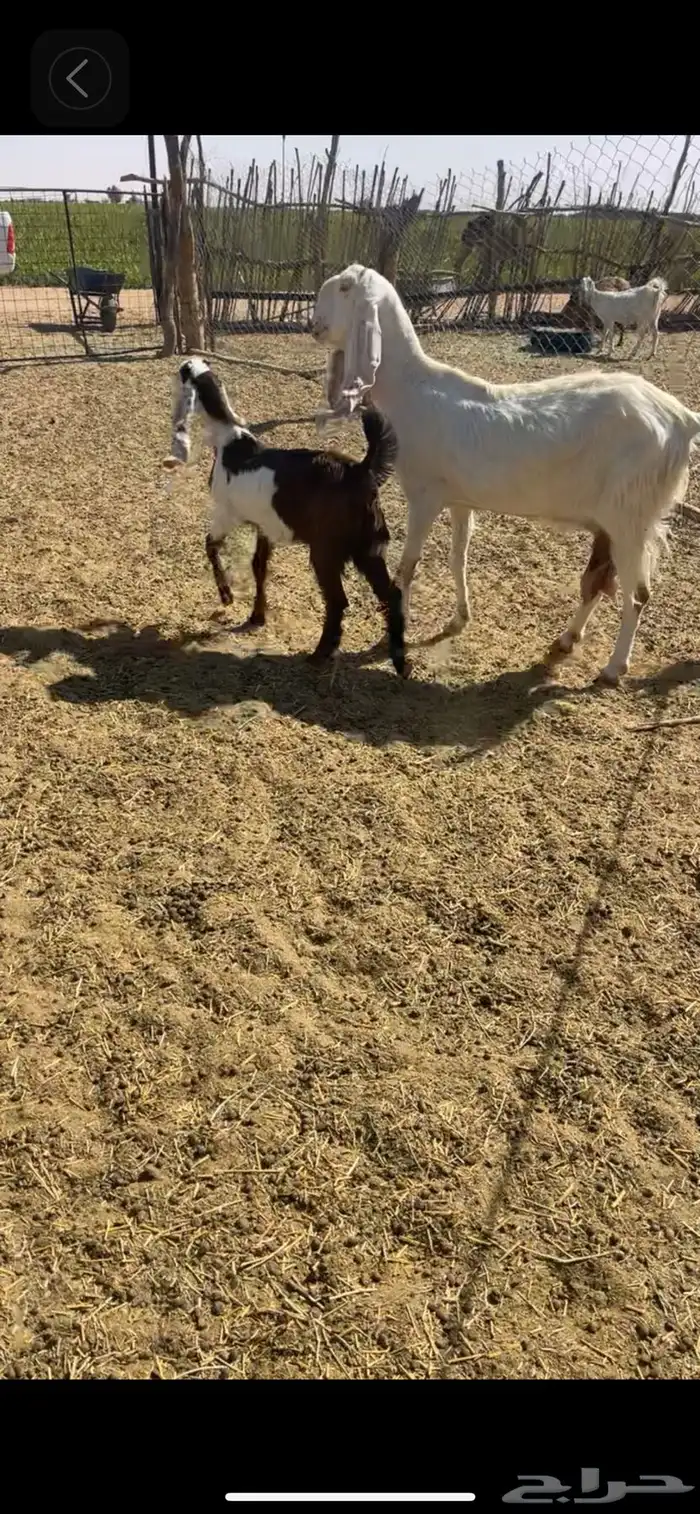 عنز مطوره معها جفره 0