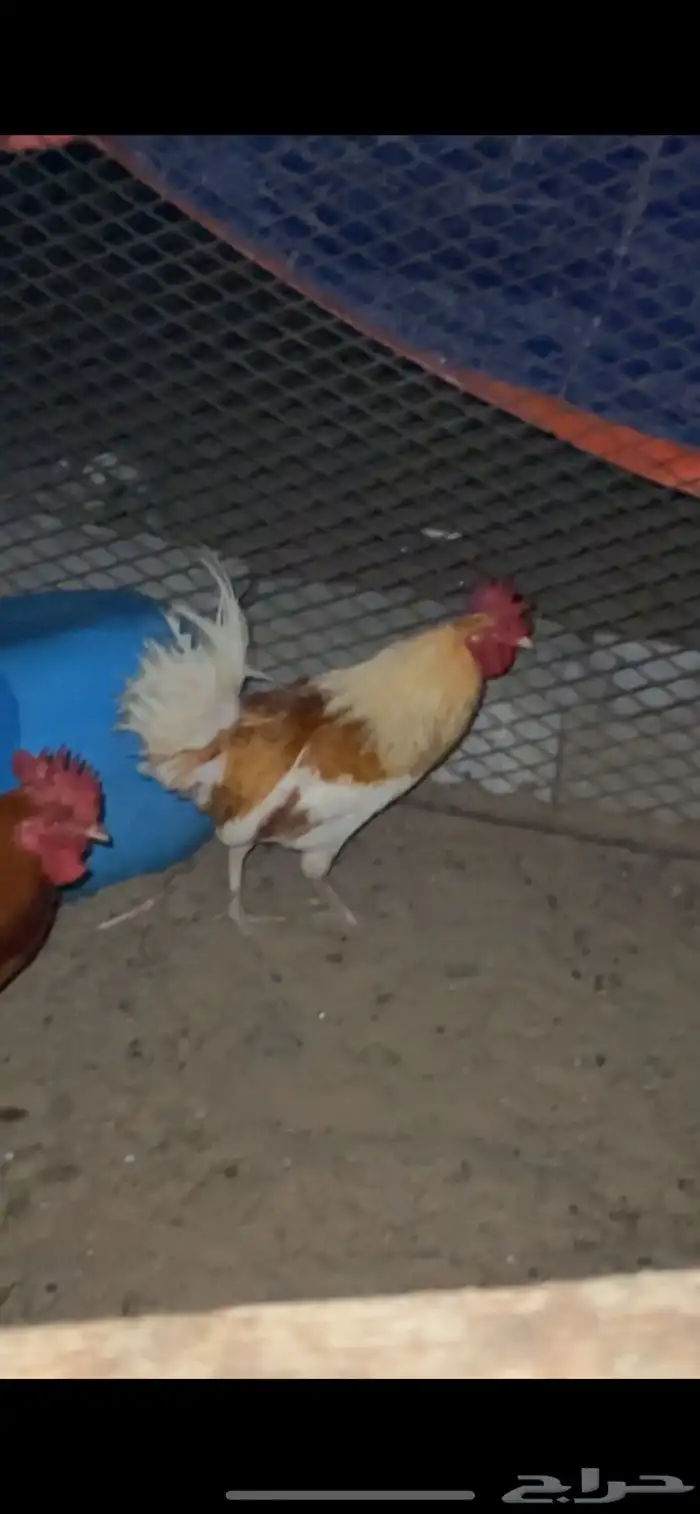 ديوك بلدي للبيع (تم البيع) 1