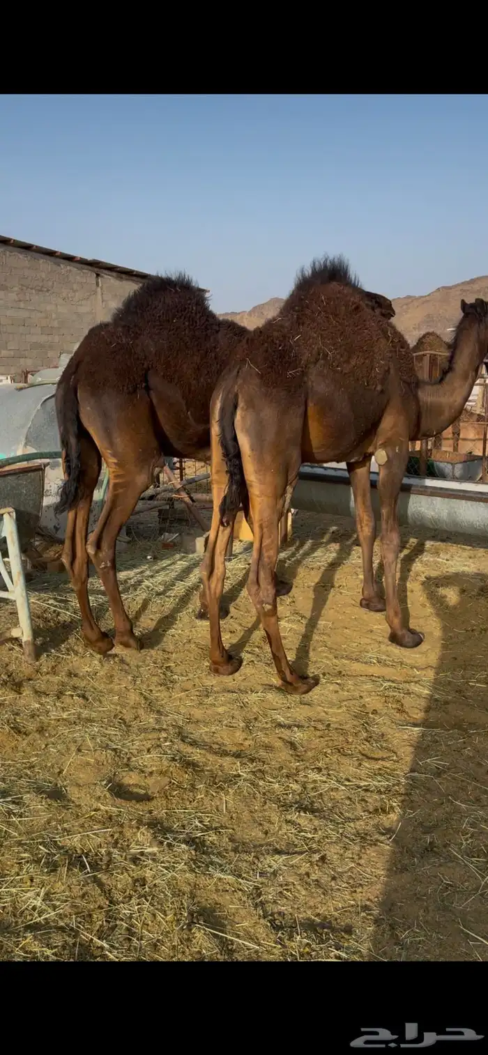 للبيع القعدان الكفو للمبادي وزواجات بلدي 0