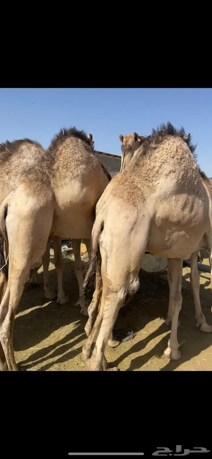 قعدان مسكته زواج مبدا للتواصل 0