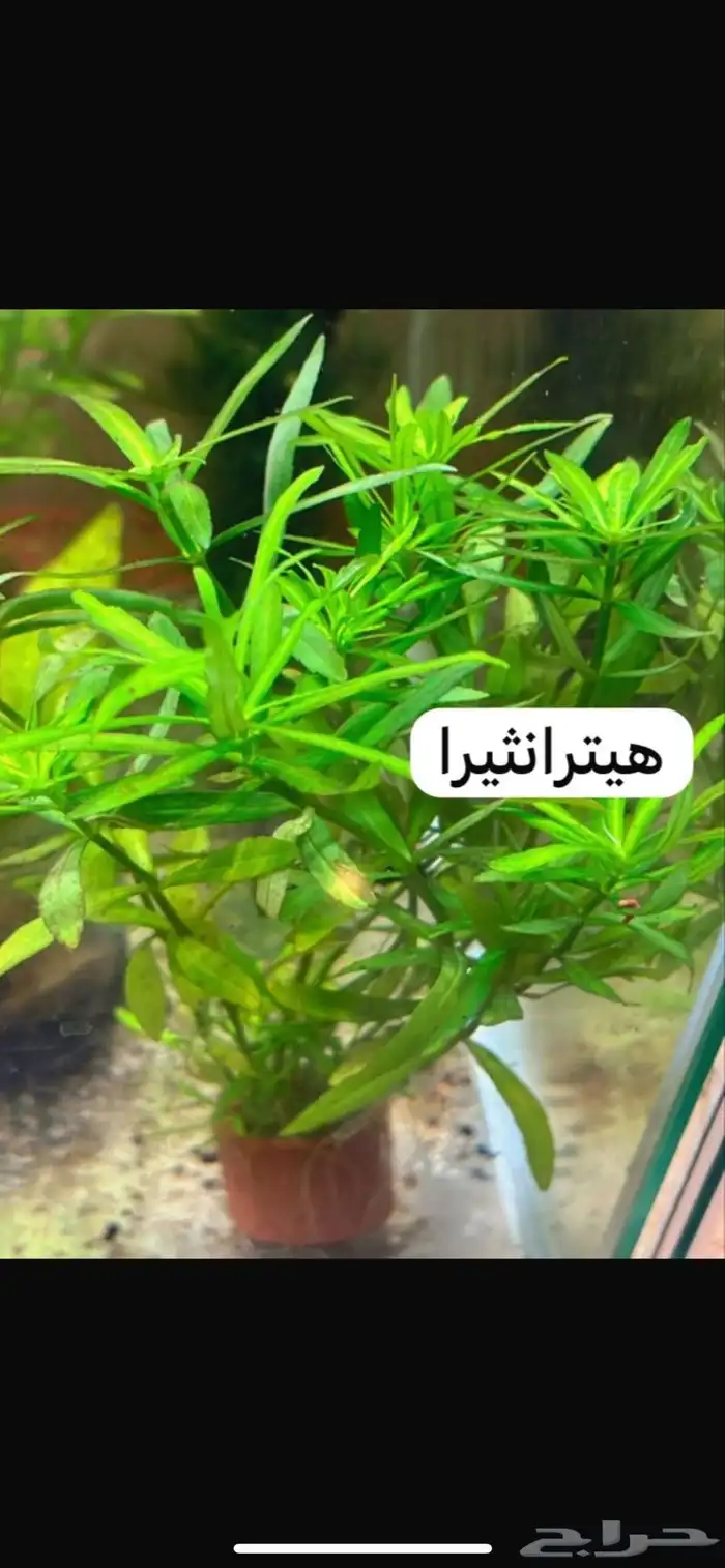نباتات مائية لاحواض السمك المزروع 17