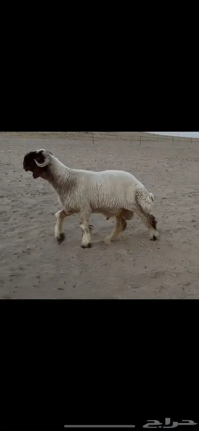 جذع نعيم صنف فاخر 2
