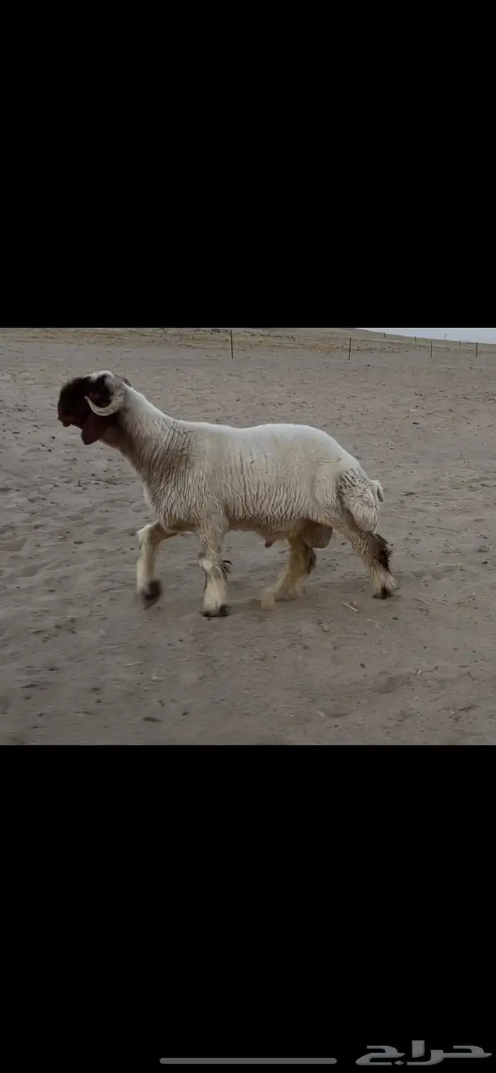 جذع نعيم صنف فاخر 2