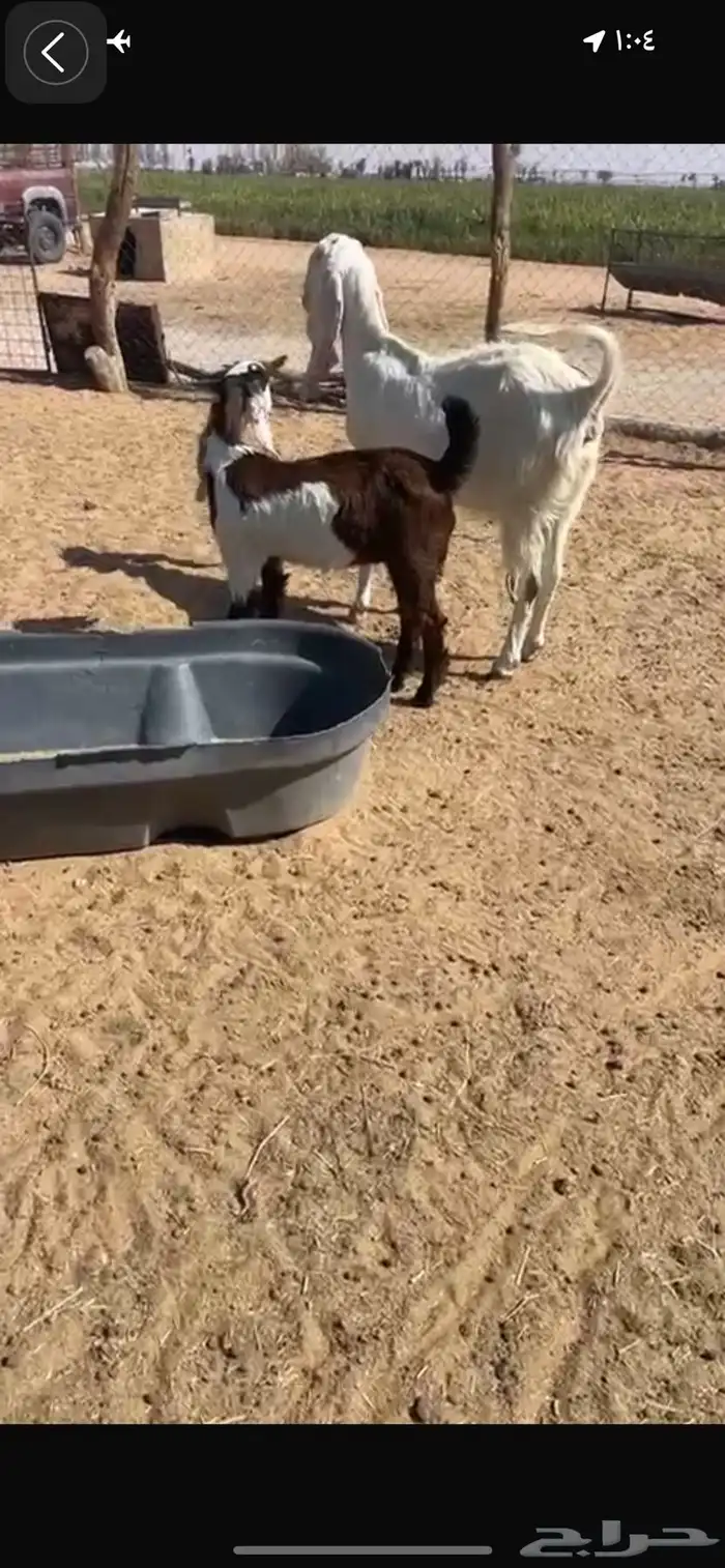 عنز مطوره معها جفره 5