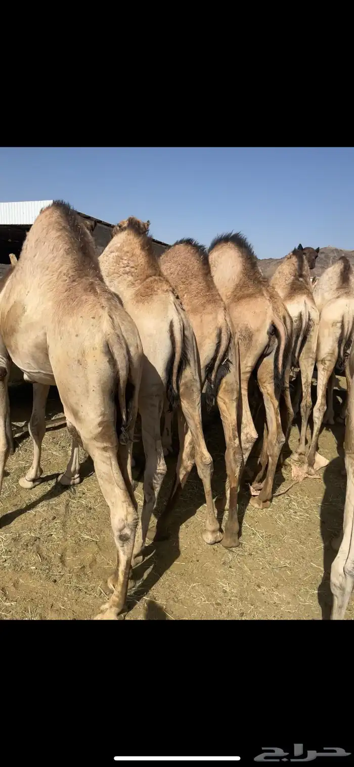 قعدان مسكته زواج مبدا للتواصل 2