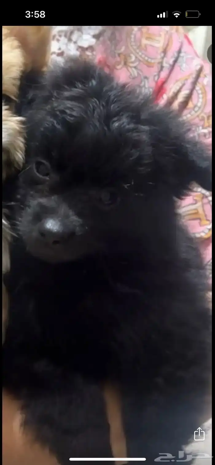 كلبين بومرينان للبيع العمر 4 اشهر البني انثى ذكر اسود 1