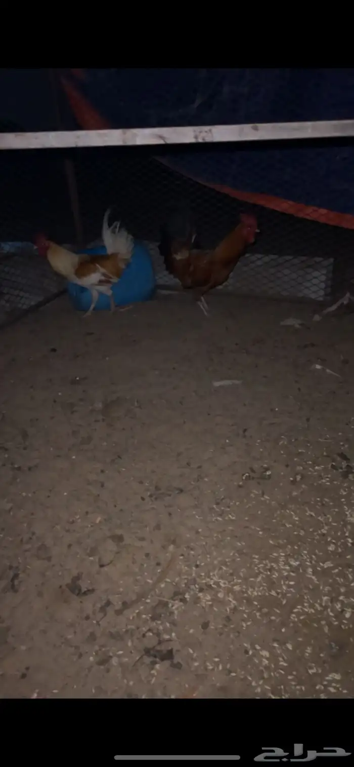 ديوك بلدي للبيع (تم البيع) 5