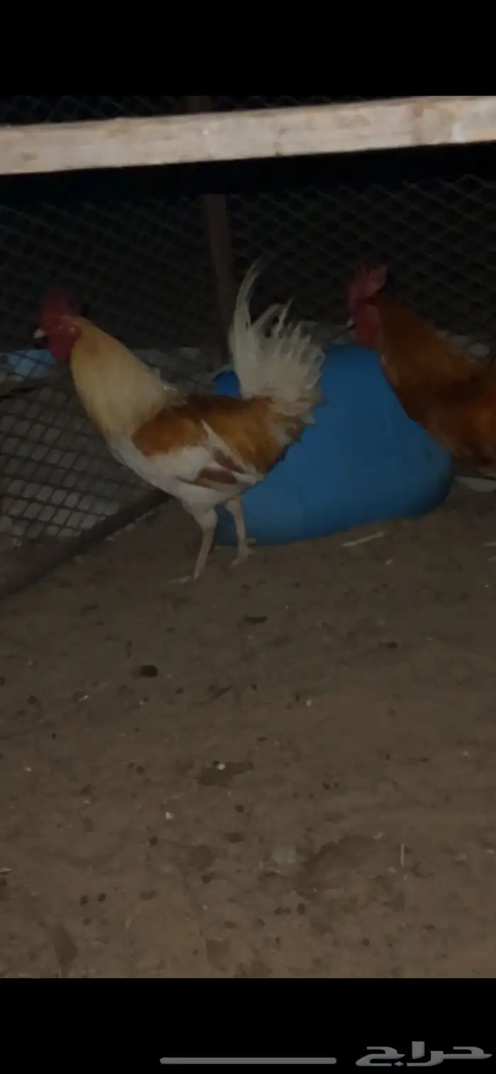 ديوك بلدي للبيع (تم البيع) 4