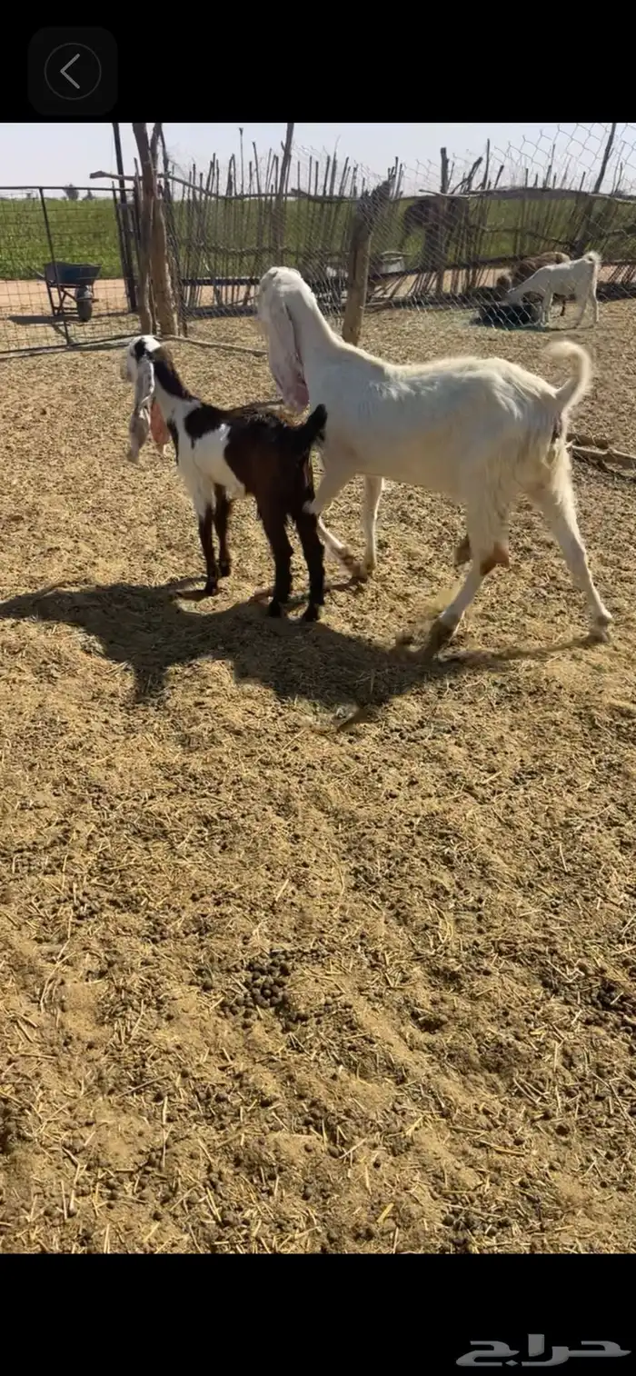 عنز مطوره معها جفره 1