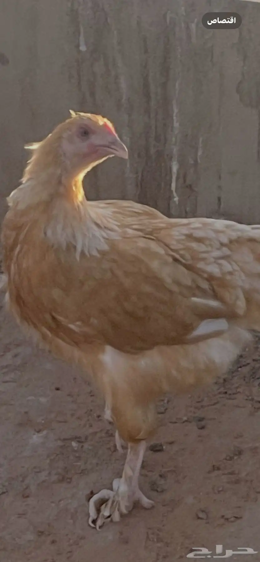 دجاج تركي بصحة جيدة 1