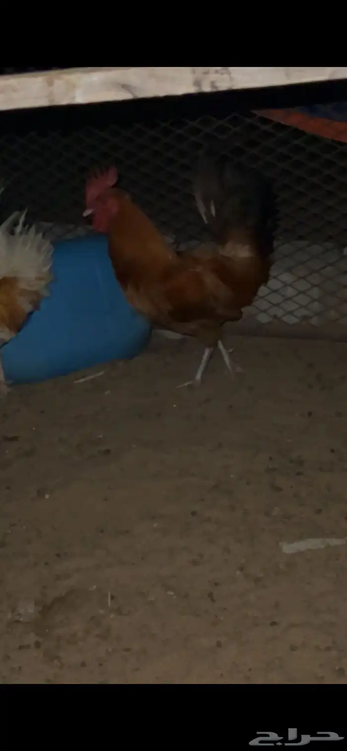 ديوك بلدي للبيع (تم البيع) 7