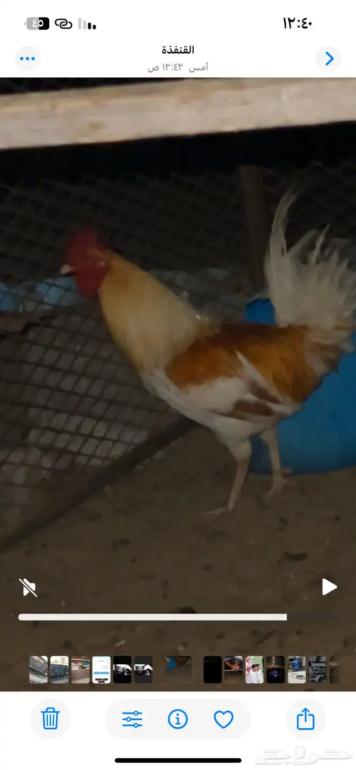 ديوك بلدي للبيع (تم البيع) 6