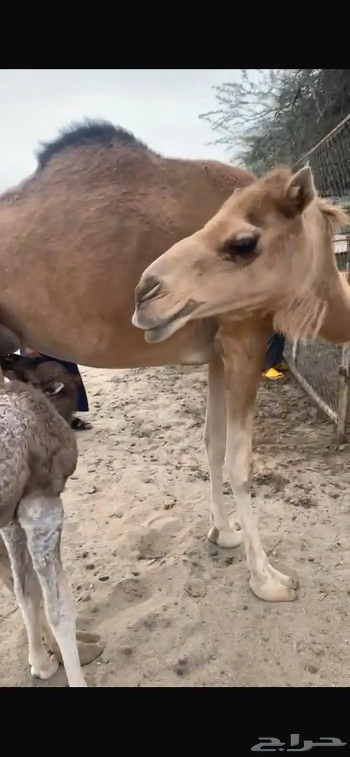 خميس مشيط 1