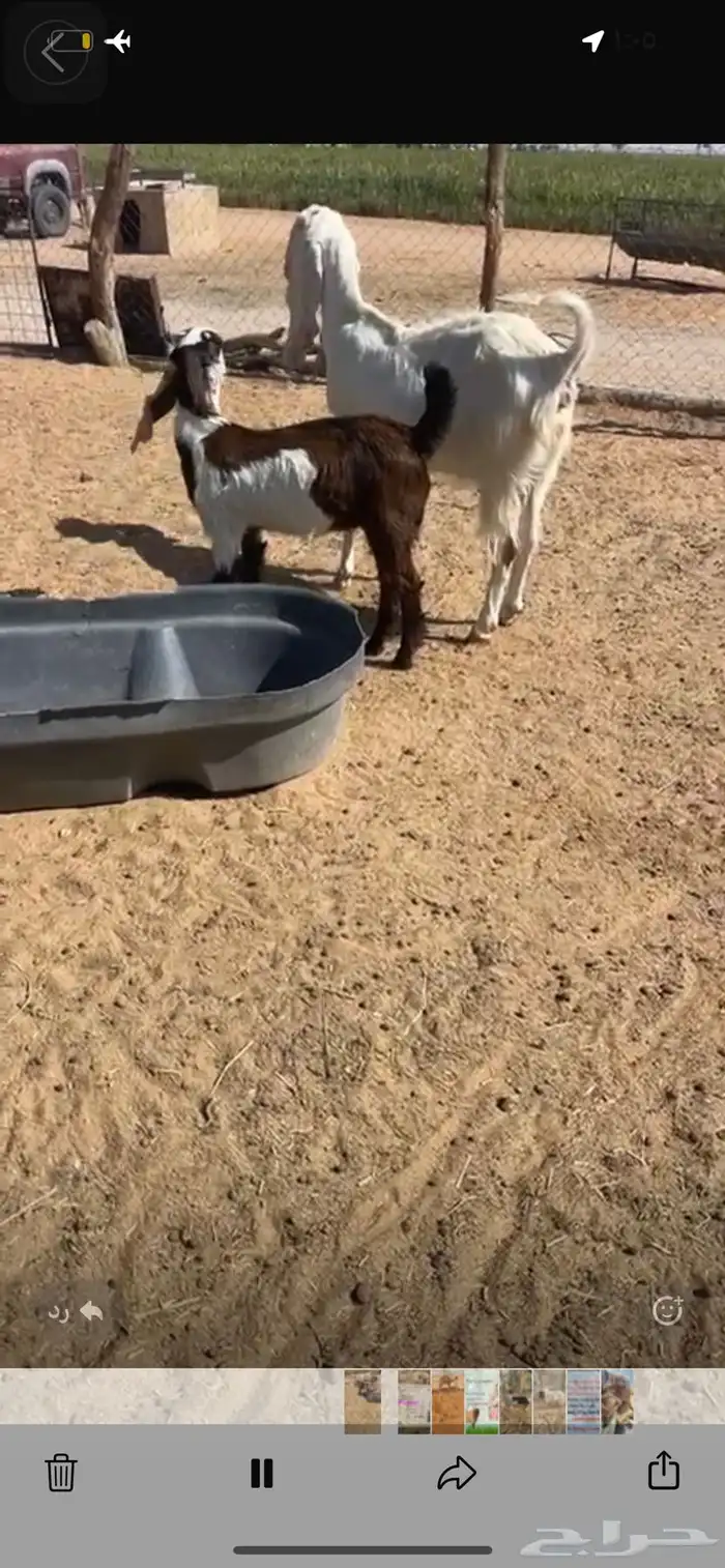 عنز مطوره معها جفره 4