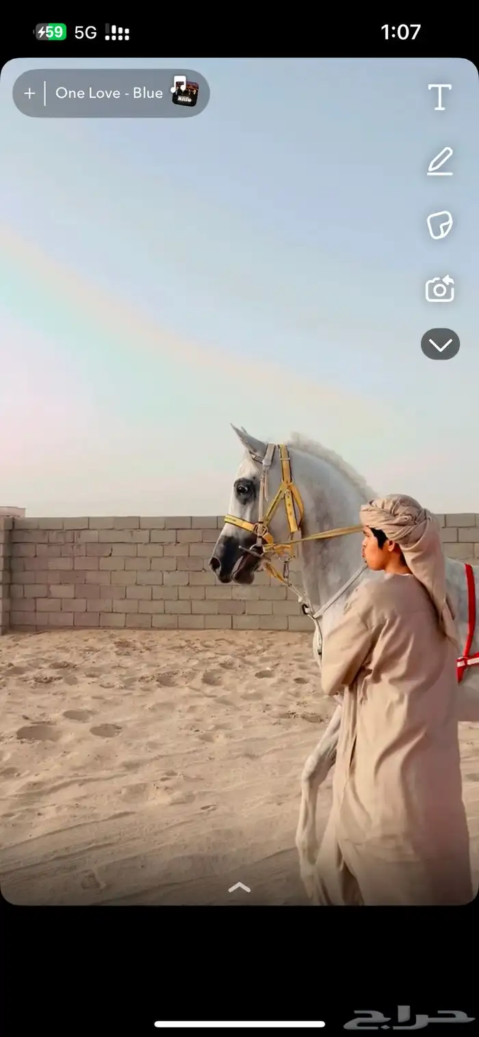 حصان شعبي كفوا 3