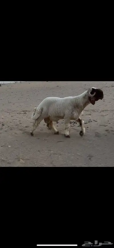 جذع نعيم صنف فاخر 0