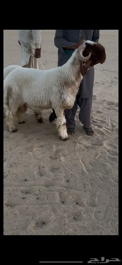 جذع نعيم صنف فاخر 1