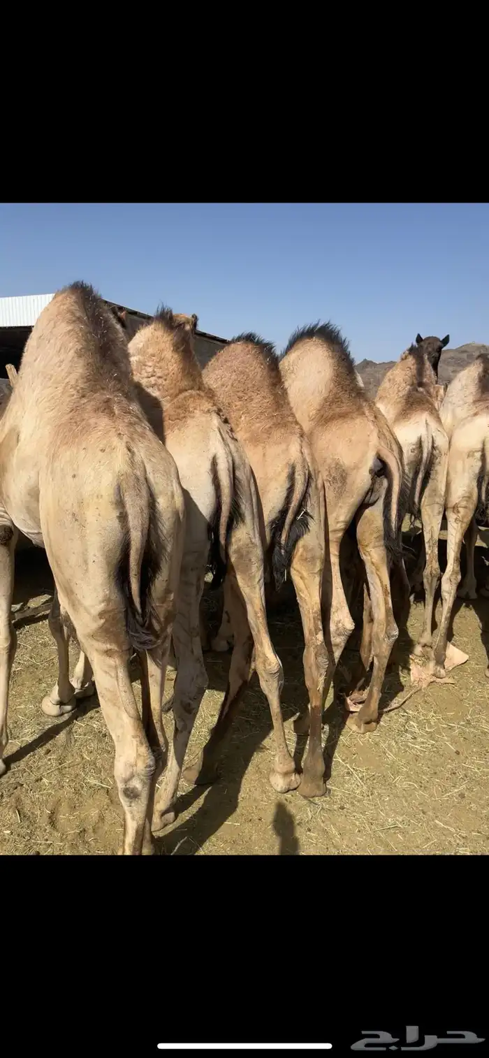 قعدان مسكته زواج مبدا للتواصل 1