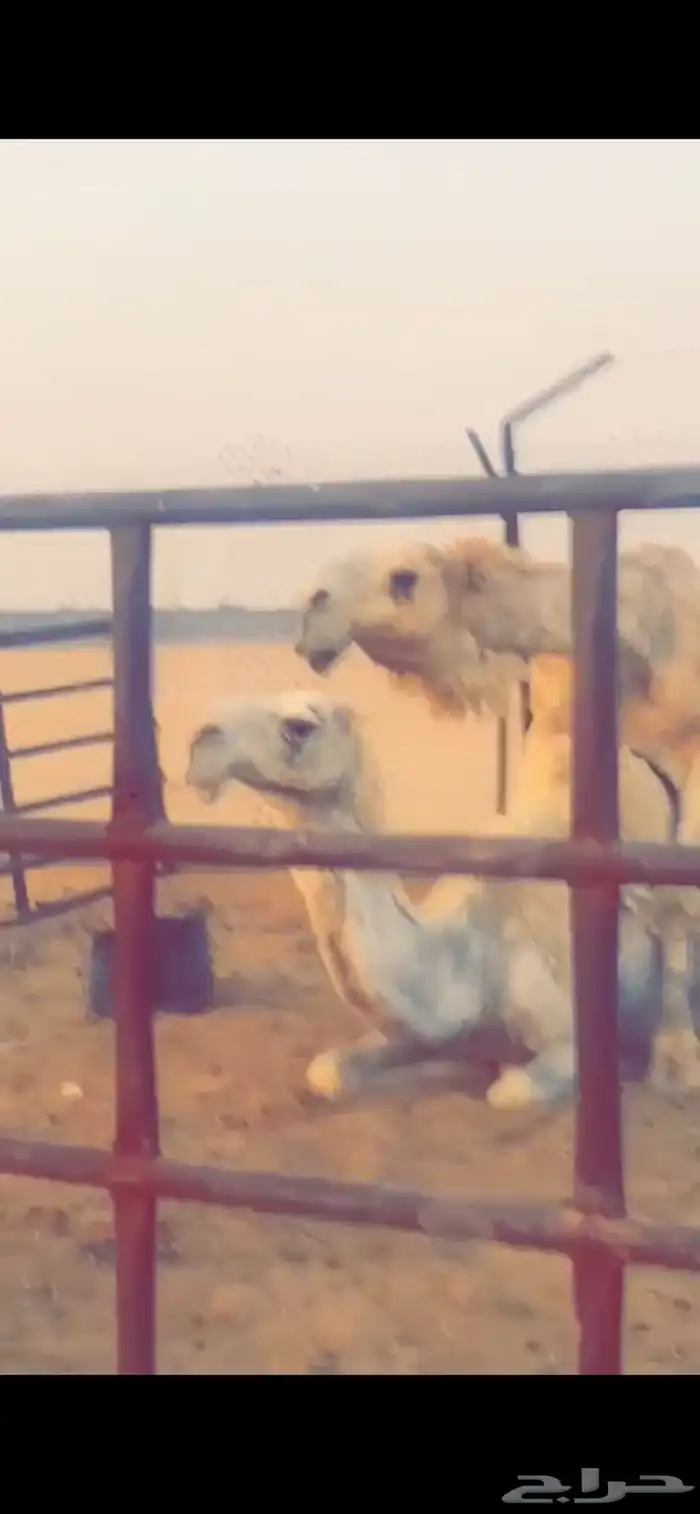 ناقه حايل طيبه ضحيه او مقنوي 2