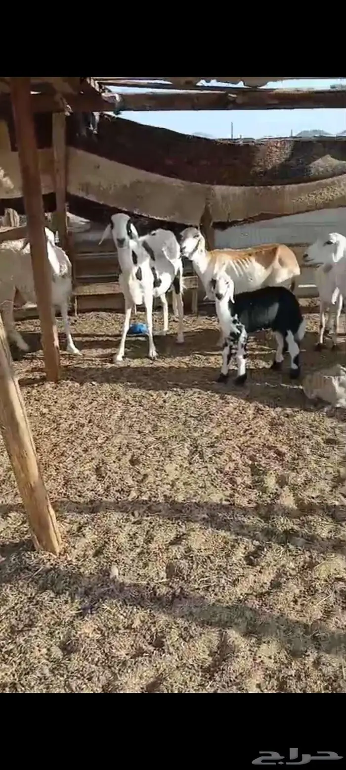رخال دفيع وضريع.. وخلفات مشكل 3