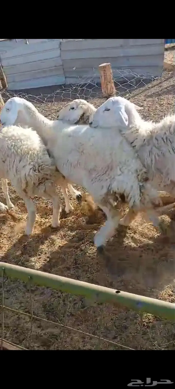 رخال دفيع وضريع.. وخلفات مشكل 2