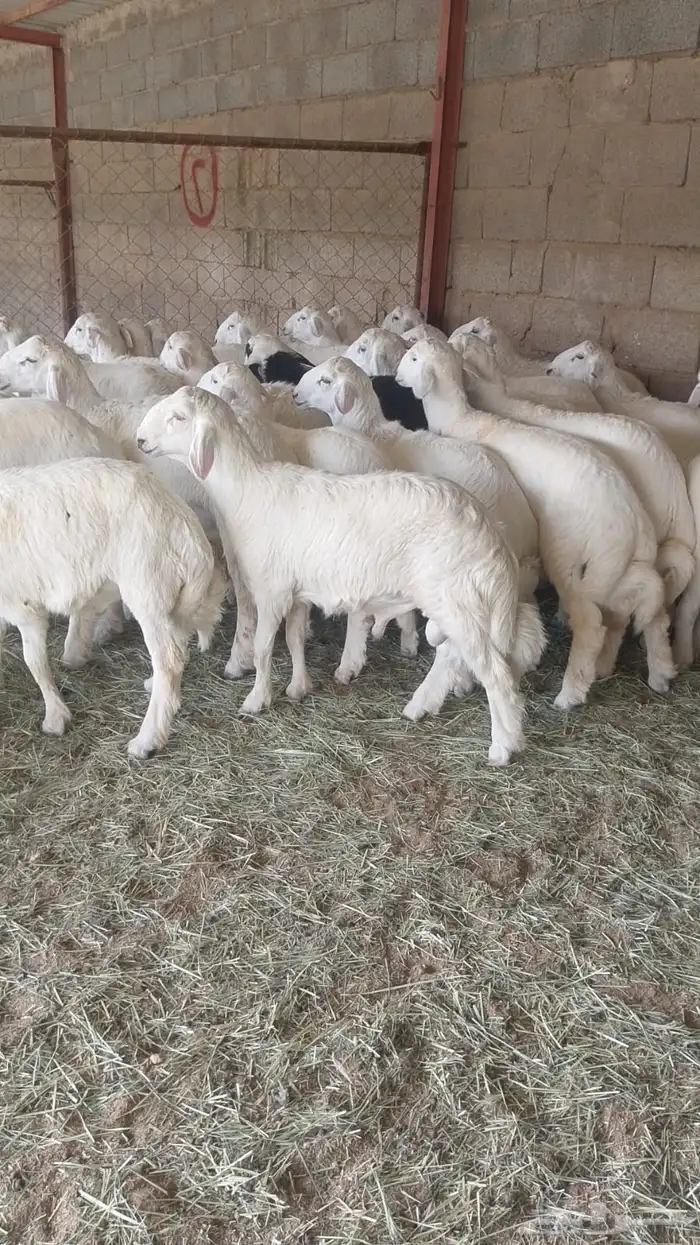 خرفان وسط مشروطه يوجد ذبح وتوصيل 1