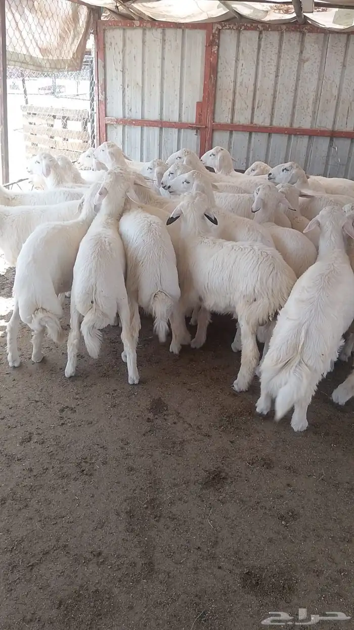 خرفان وسط مشروطه يوجد ذبح وتوصيل 0