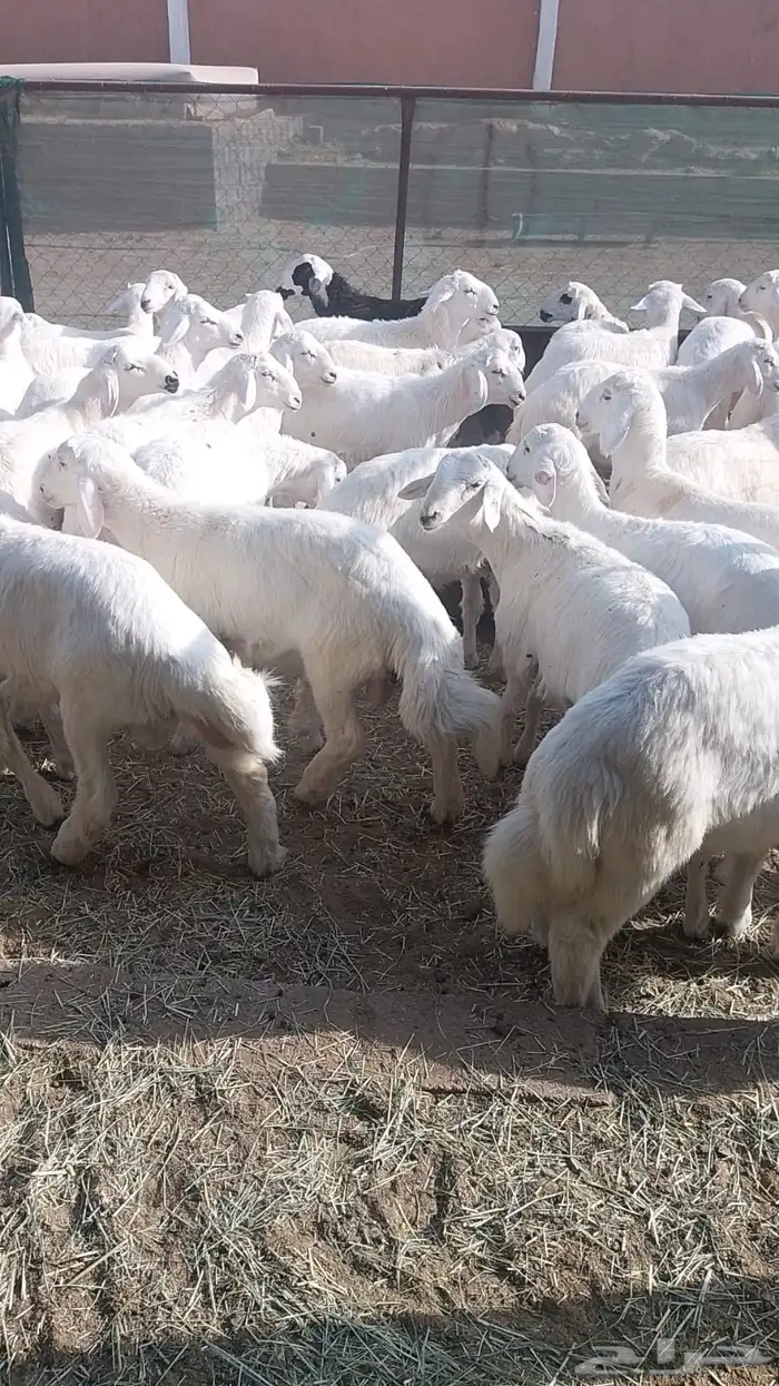 خرفان وسط مشروطه يوجد ذبح وتوصيل 2