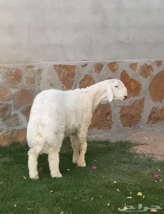 مشروع فحل حري صنف بالمجمعة 1