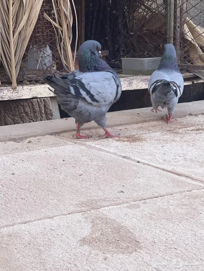 حمام كنق 0